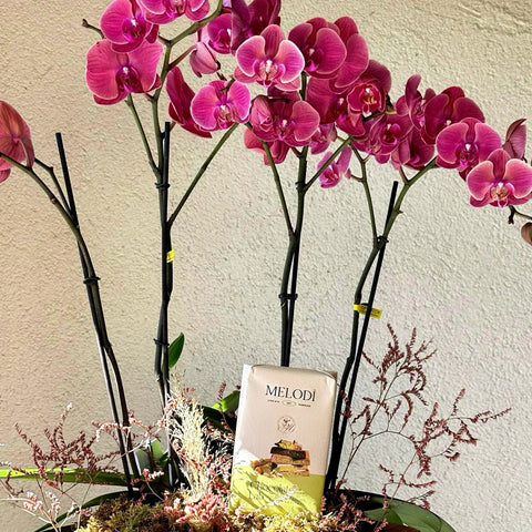 Dubai Chocolate 4 Branch Pink Concrete Vase Premium Orchid