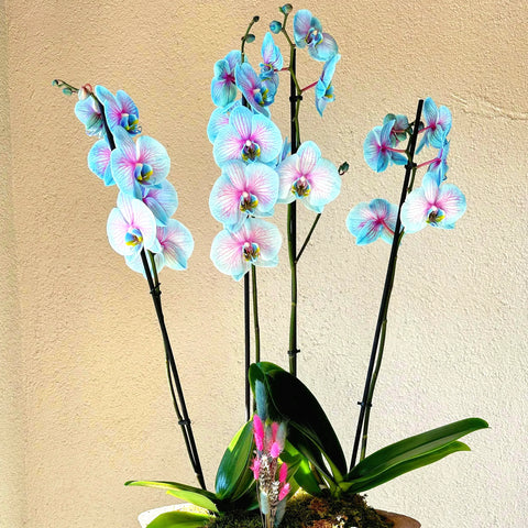 Magical Premium 4 Branch Blue Orchid 