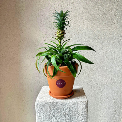 Pineapple Plant in Terra Cotta Pot 