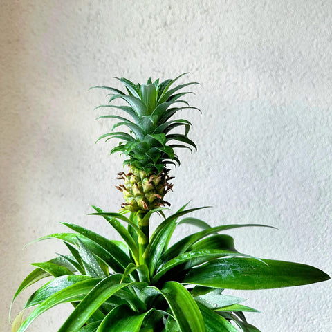 Pineapple Plant in Terra Cotta Pot 