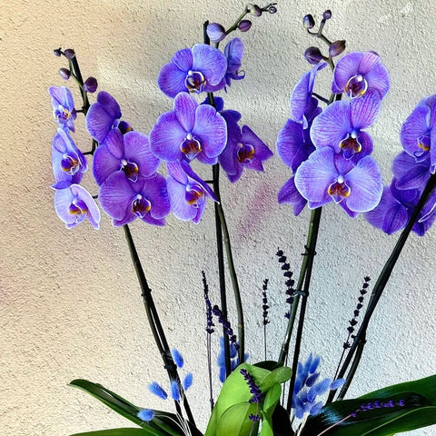 Amethyst 4 Branch Premium Purple Orchid