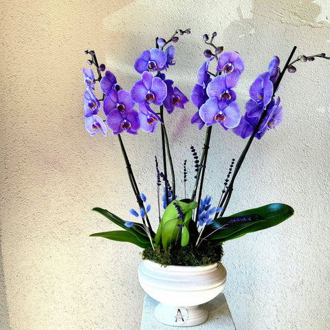 Amethyst 4 Branch Premium Purple Orchid