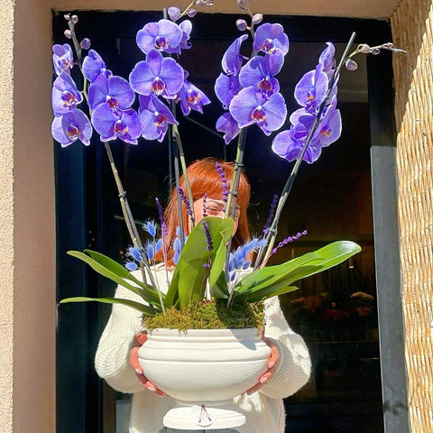 Amethyst 4 Branch Premium Purple Orchid
