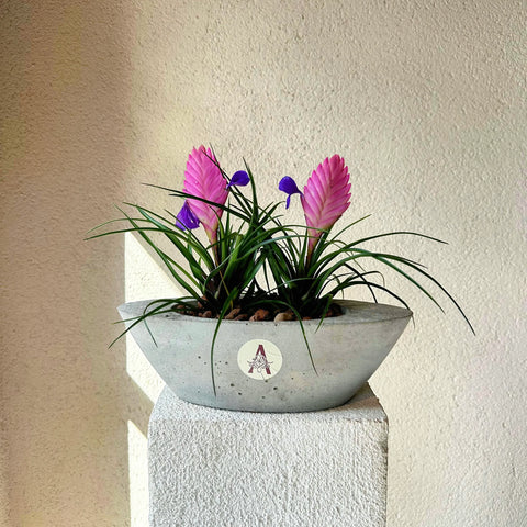 2 Tillandsia (Air Plant) in Concrete Pot