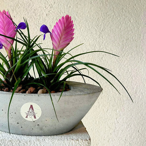 2 Tillandsia (Air Plant) in Concrete Pot
