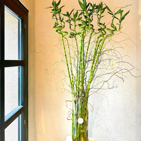 Manifest Bamboo in Glass Vase 110cm