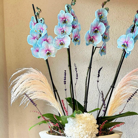 Bohemian Magical Premium 4 Branch Blue Orchid