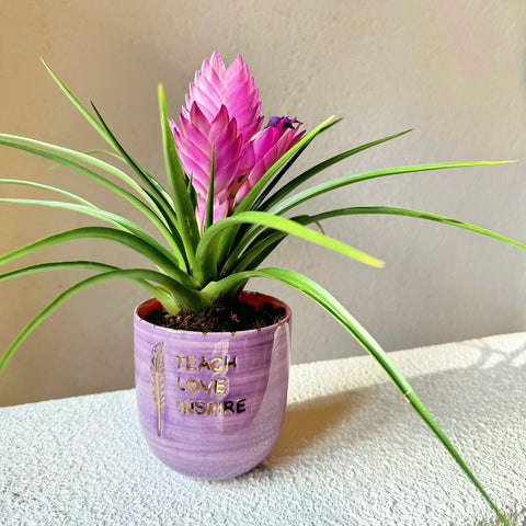 Teach Love Inspire Air Plant FGI Mug November 24 Special