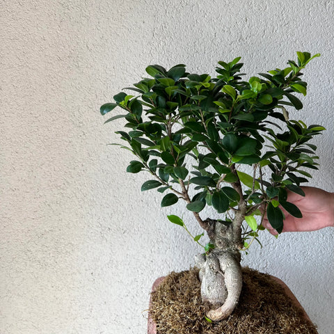 Sunrise in the Forest Bonsai in Concrete Vase 