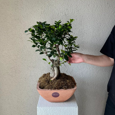 Sunrise in the Forest Bonsai in Concrete Vase 